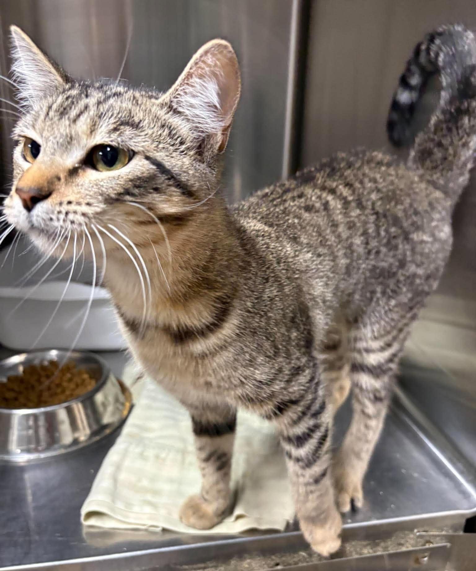Enlarge Twister, a Adoptable mixed breed in Caldwell, TX image 3/3