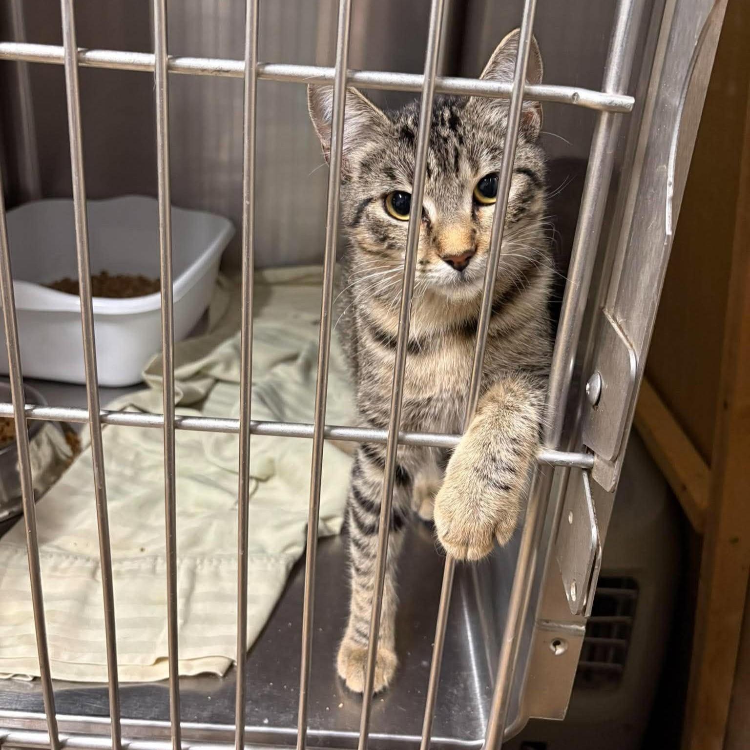 Enlarge Twister, a Adoptable mixed breed in Caldwell, TX image 2/3
