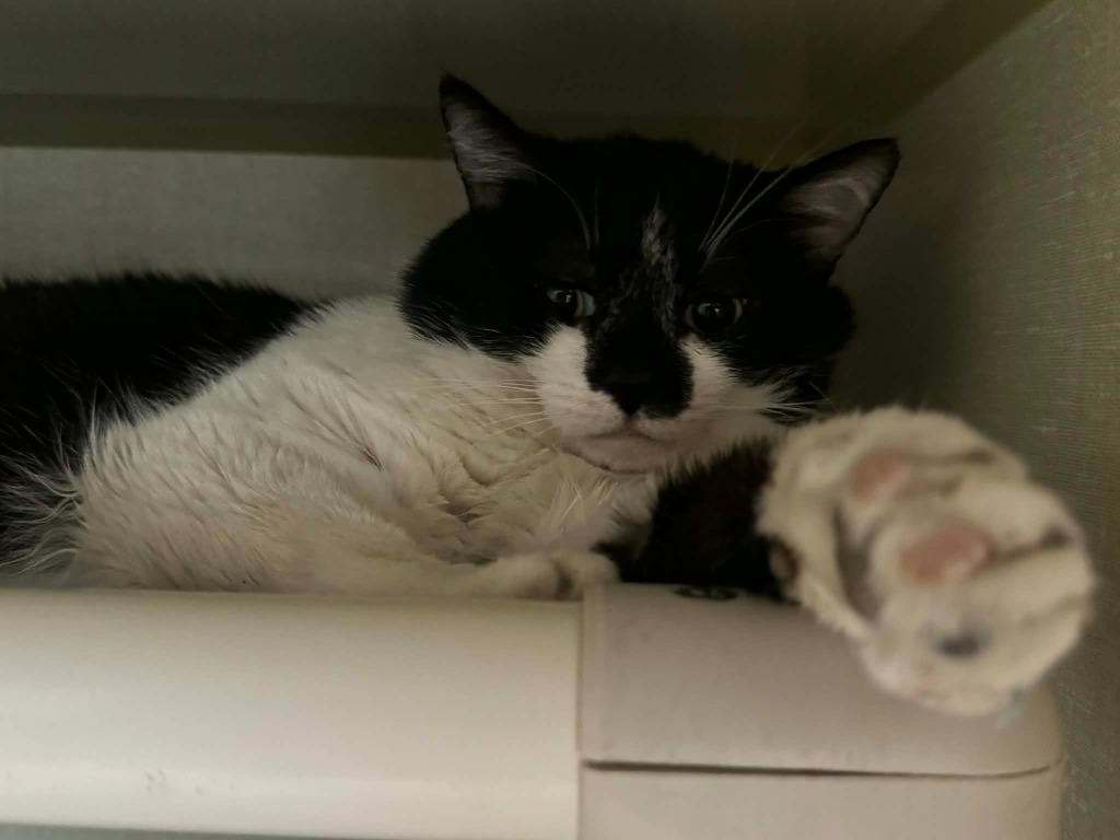 Tator Tot, Adoptable, Adult Male Domestic Short Hair.