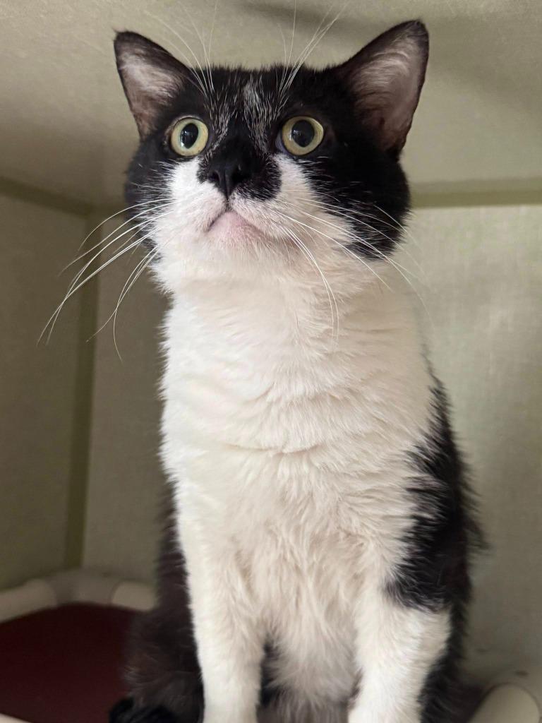 Enlarge Tator Tot, a Adoptable mixed breed in Marion, OH image 2/2
