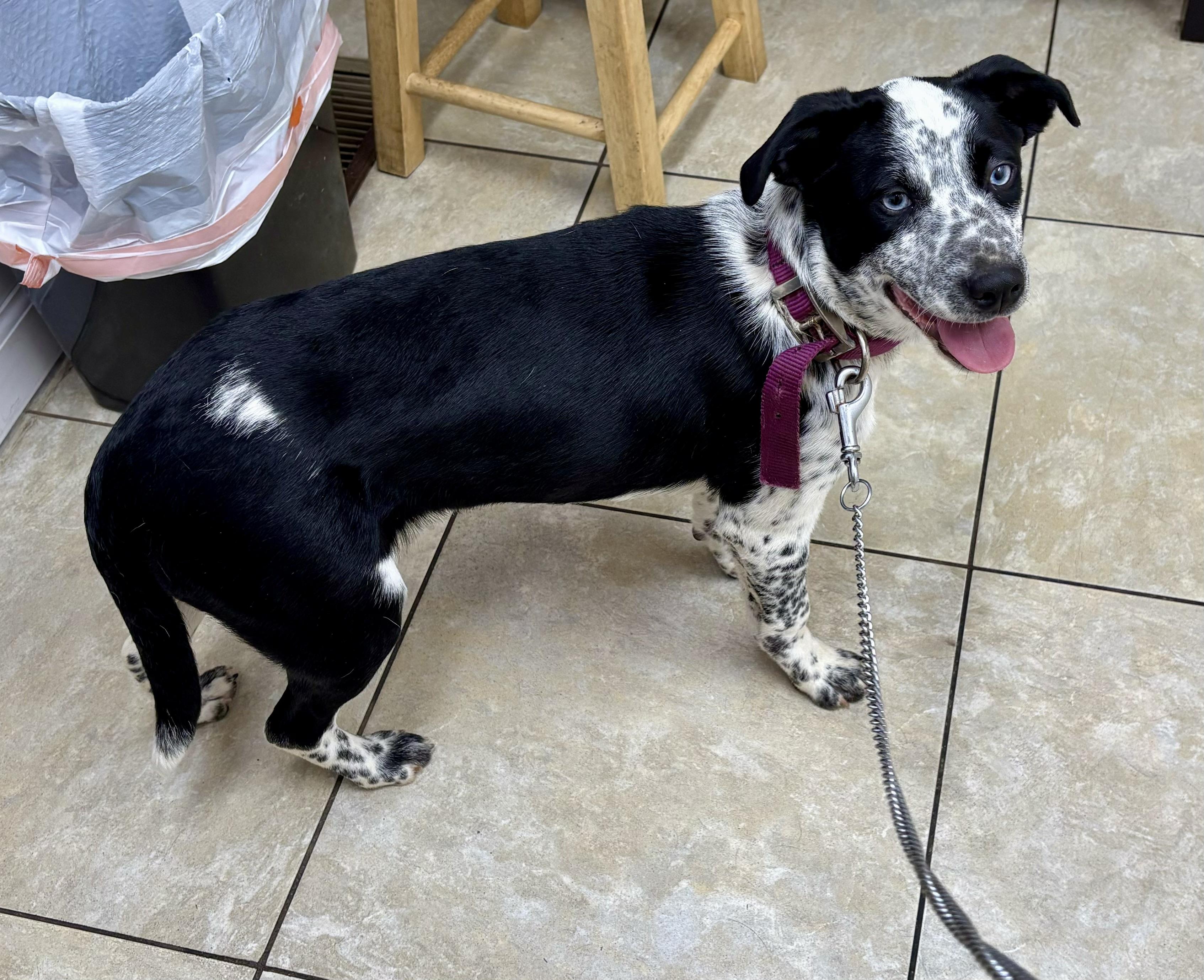 Patches, a Adoptable mixed breed in Leesburg, VA image 1/6