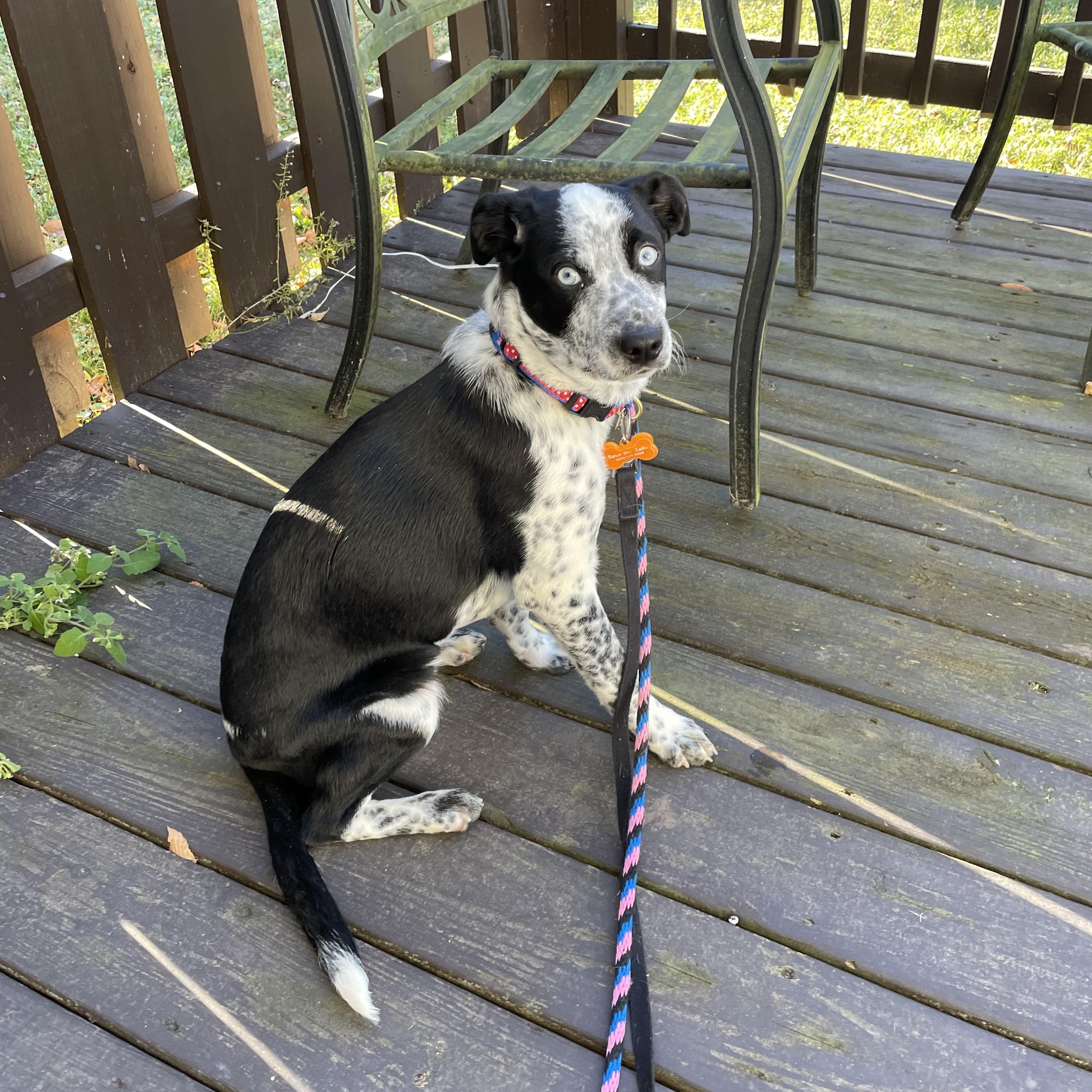 Patches, a Adoptable mixed breed in Leesburg, VA image 2/6