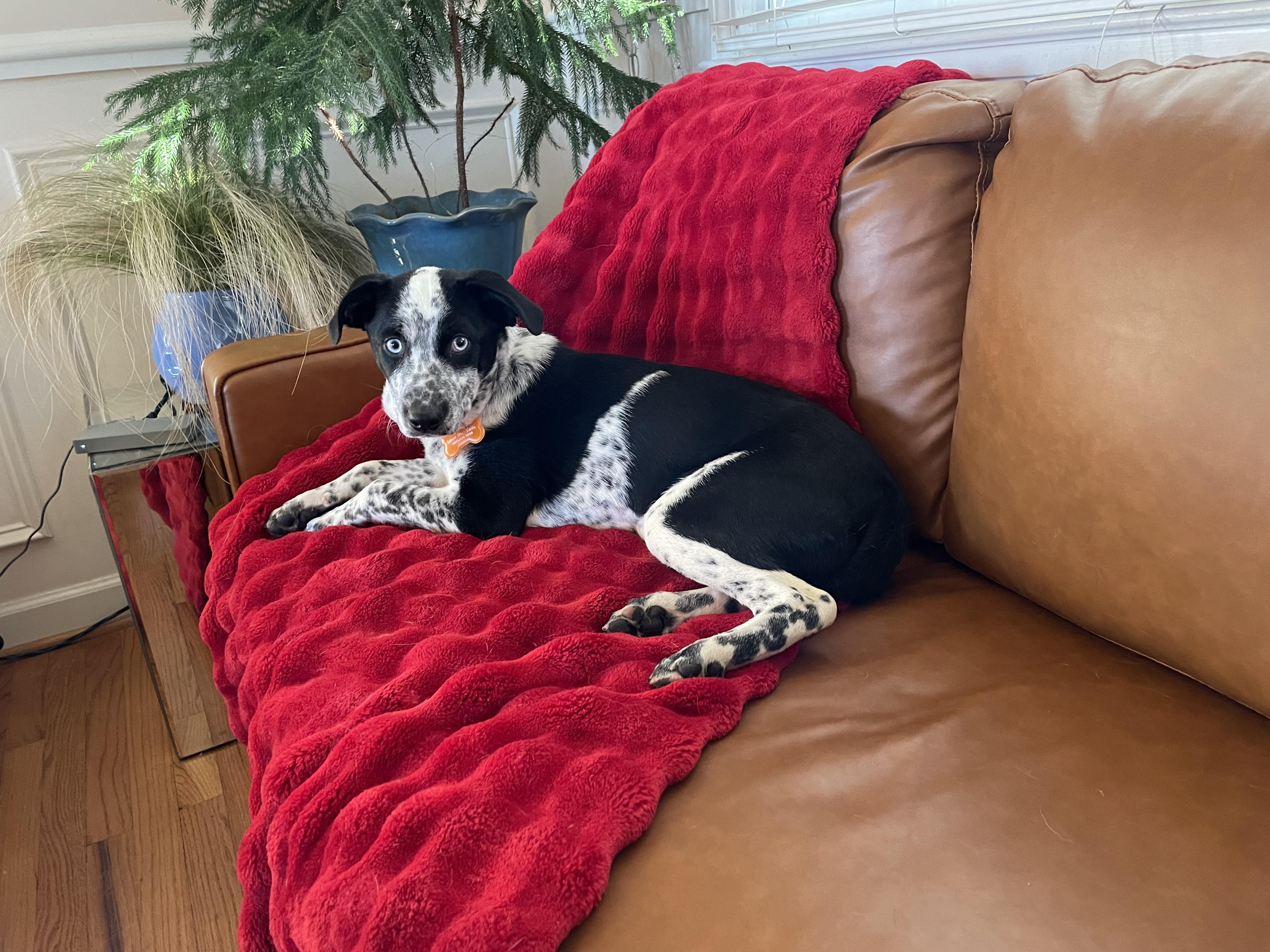 Patches, a Adoptable mixed breed in Leesburg, VA image 4/6