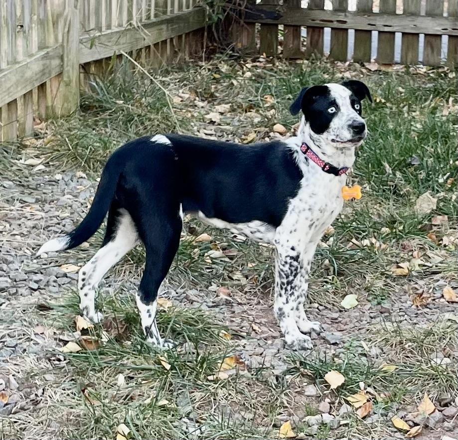Patches, a Adoptable mixed breed in Leesburg, VA image 5/6