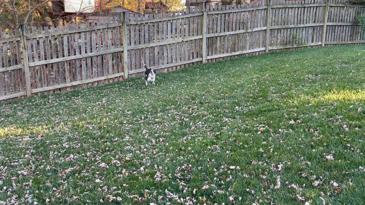 Enlarge Patches, a Adoptable mixed breed in Leesburg, VA video 6/6