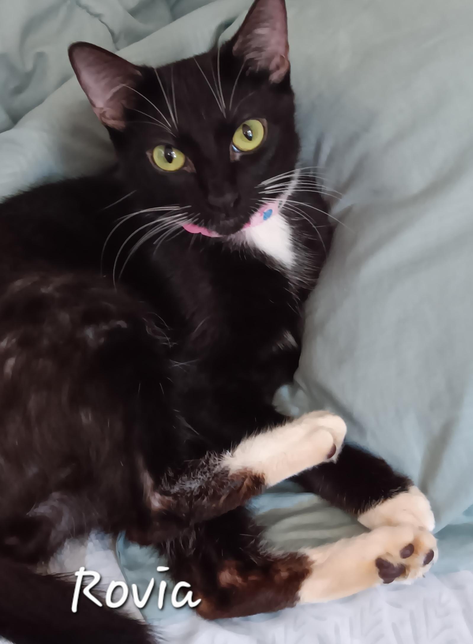 Enlarge Rovia, a ADOPTABLE Domestic Short Hair in Redondo Beach, CA image 2/3