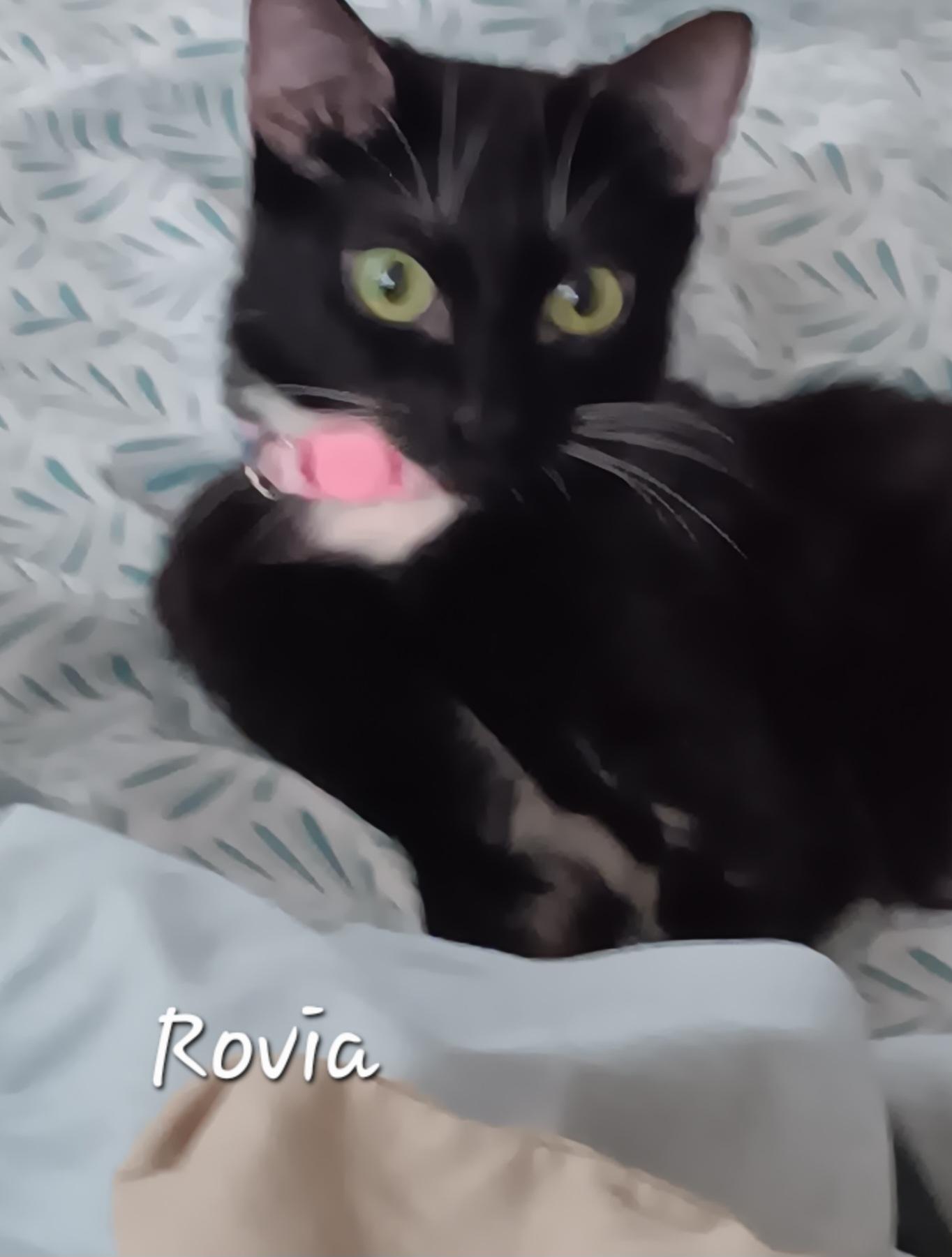 Enlarge Rovia, a ADOPTABLE Domestic Short Hair in Redondo Beach, CA image 3/3