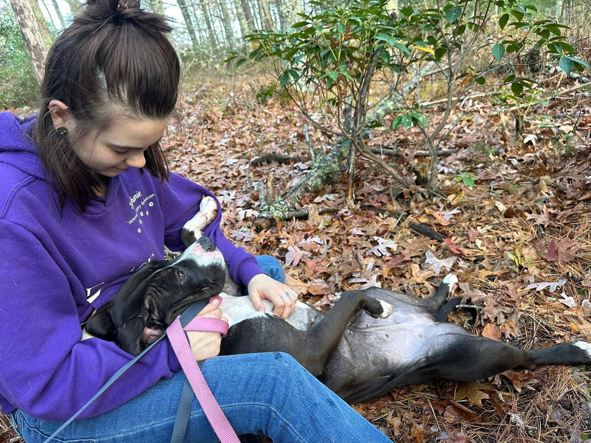 Lucy, Adoptable, Young Female Pit Bull Terrier & Terrier.