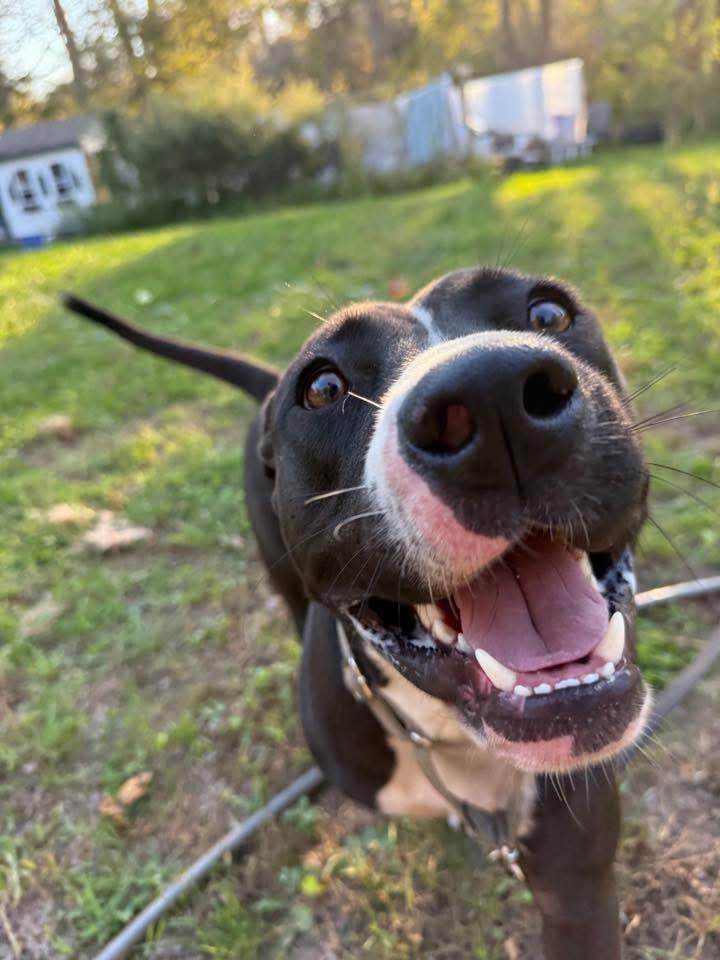 Lucy, a Adoptable mixed breed in Wauregan, CT image 2/6