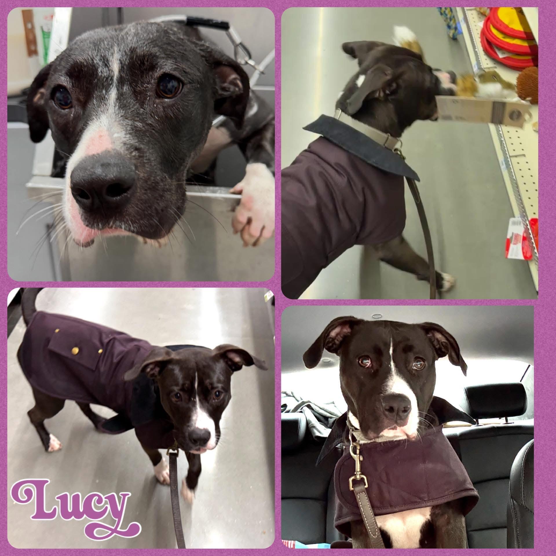 Lucy, a Adoptable mixed breed in Wauregan, CT image 3/6