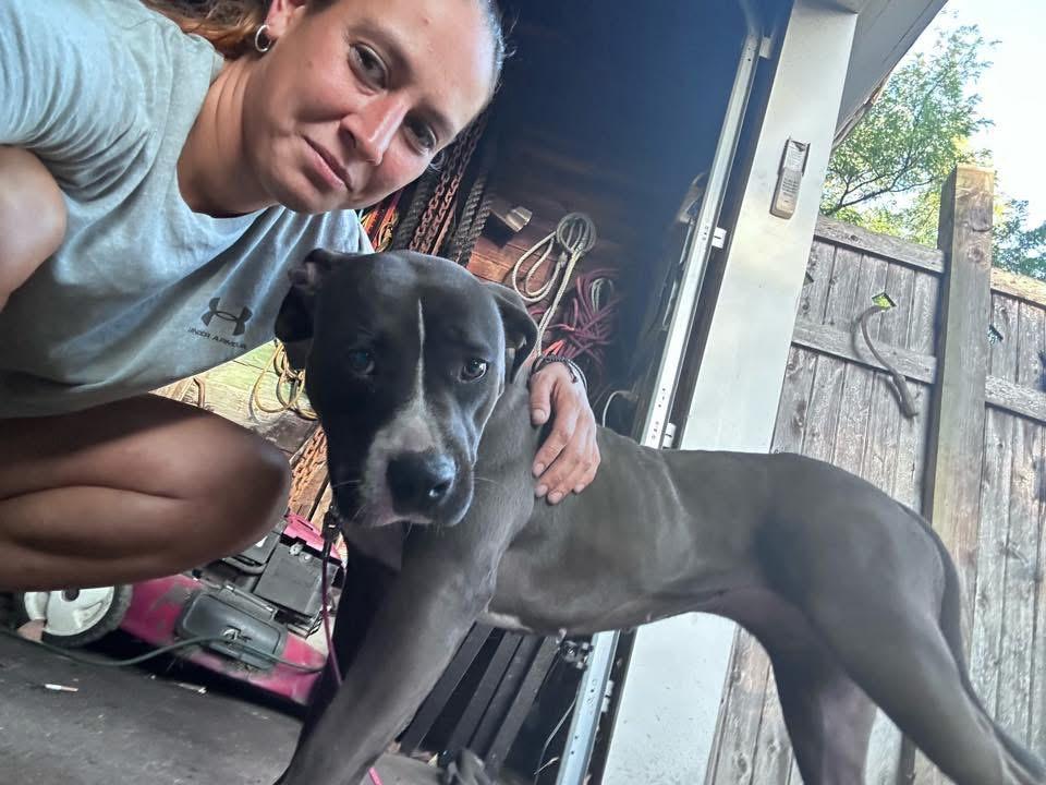 Lucy, a Adoptable mixed breed in Wauregan, CT image 5/6