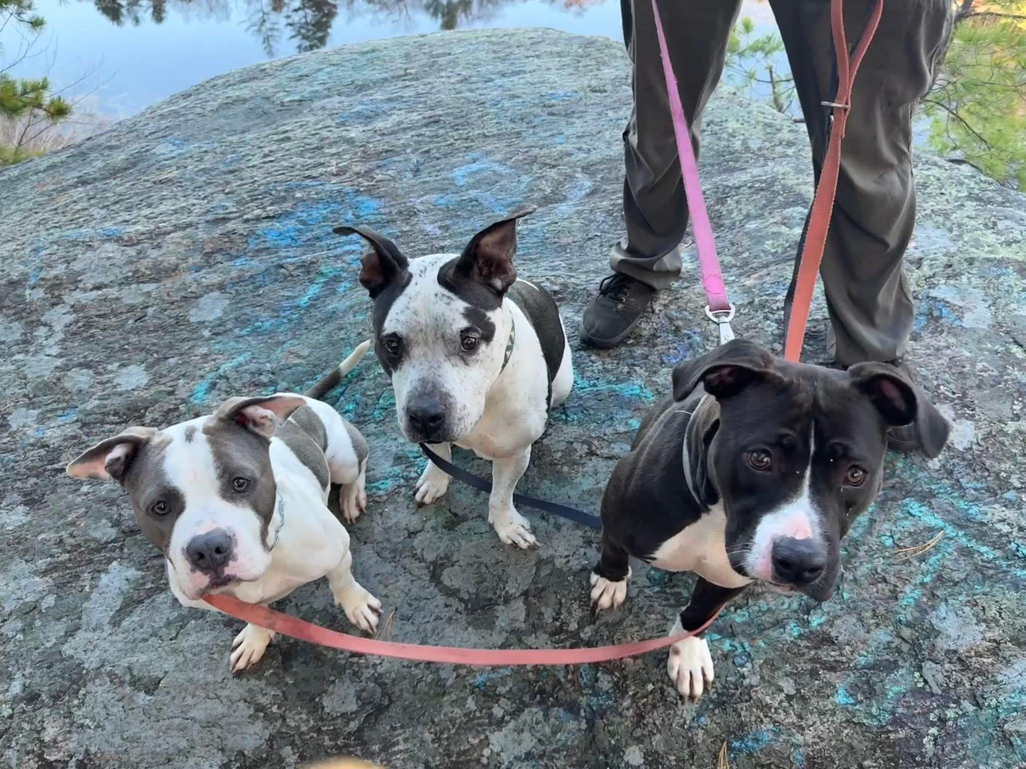 Lucy, a Adoptable mixed breed in Wauregan, CT image 6/6