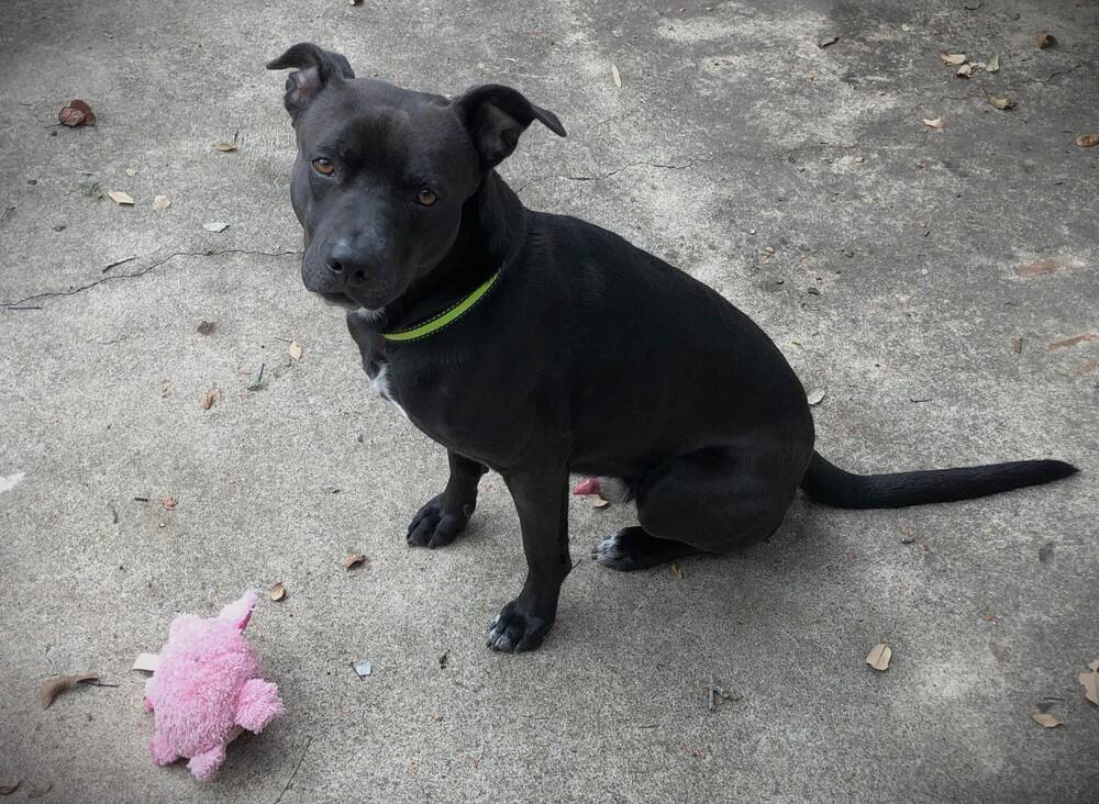 Sam, Adoptable, Adult Male Pit Bull Terrier.