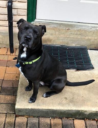 Enlarge Sam, a Adoptable mixed breed in San Antonio, TX image 2/3