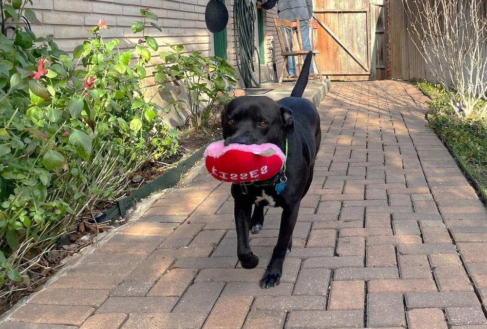 Enlarge Sam, a Adoptable mixed breed in San Antonio, TX image 3/3