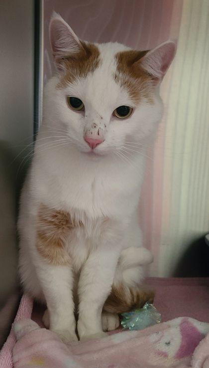 Enlarge Goose, a Adoptable mixed breed in Willmar, MN image 1/2