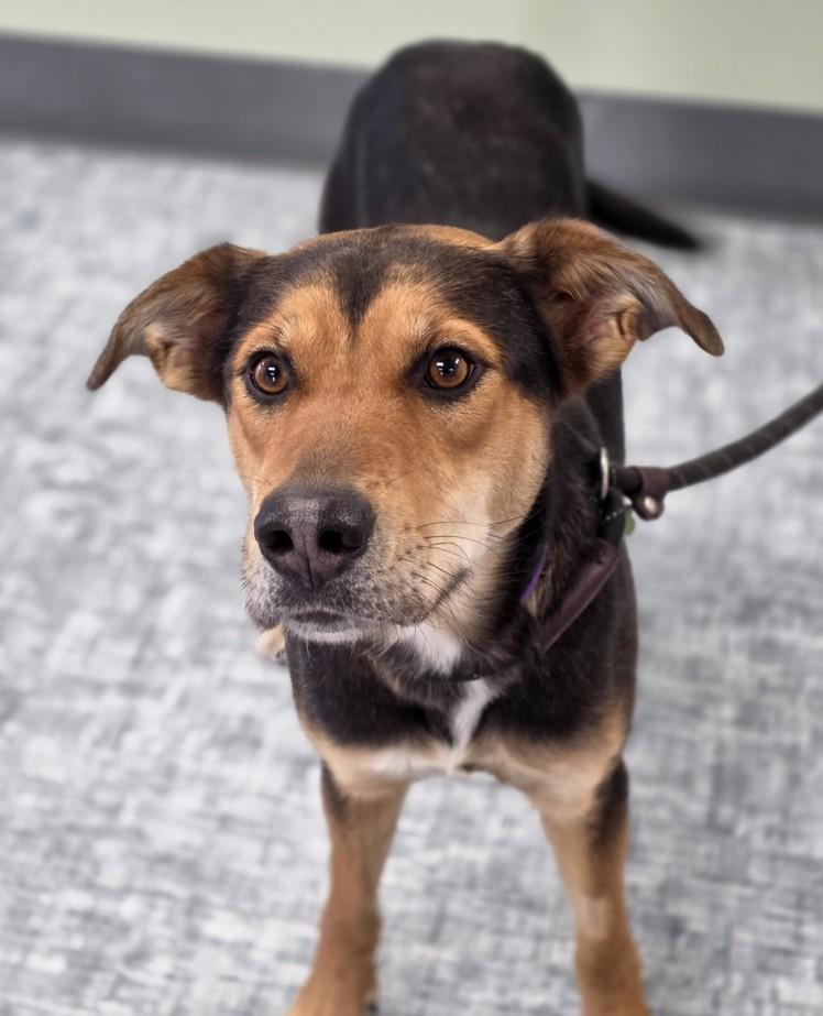 SCOUT, Adoptable, Young Female Siberian Husky & Mixed Breed.
