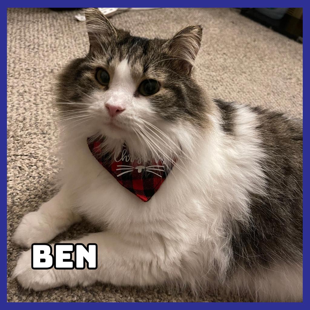 Ben, Adoptable, Adult Male Domestic Long Hair & Mixed Breed.