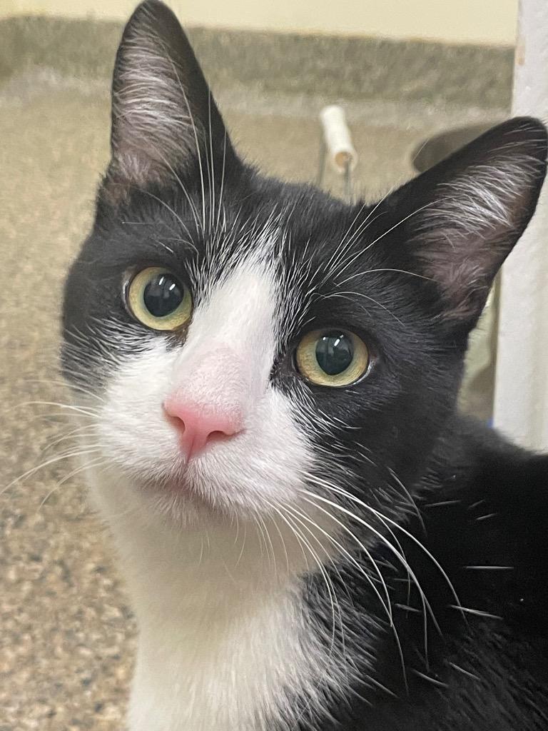 Enlarge Bumblebee, a Adoptable mixed breed in Eastsound, WA image 1/4