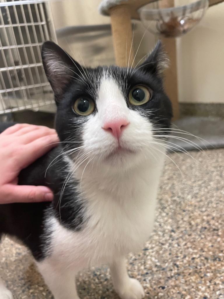 Enlarge Bumblebee, a Adoptable mixed breed in Eastsound, WA image 2/4