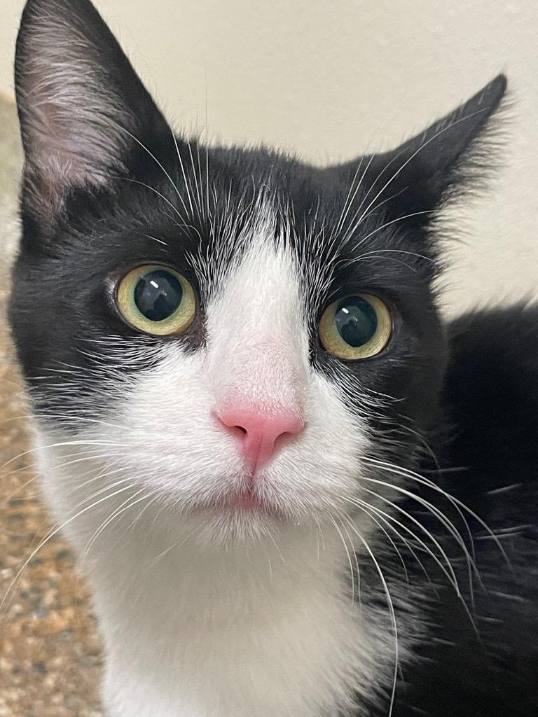 Enlarge Bumblebee, a Adoptable mixed breed in Eastsound, WA image 3/4