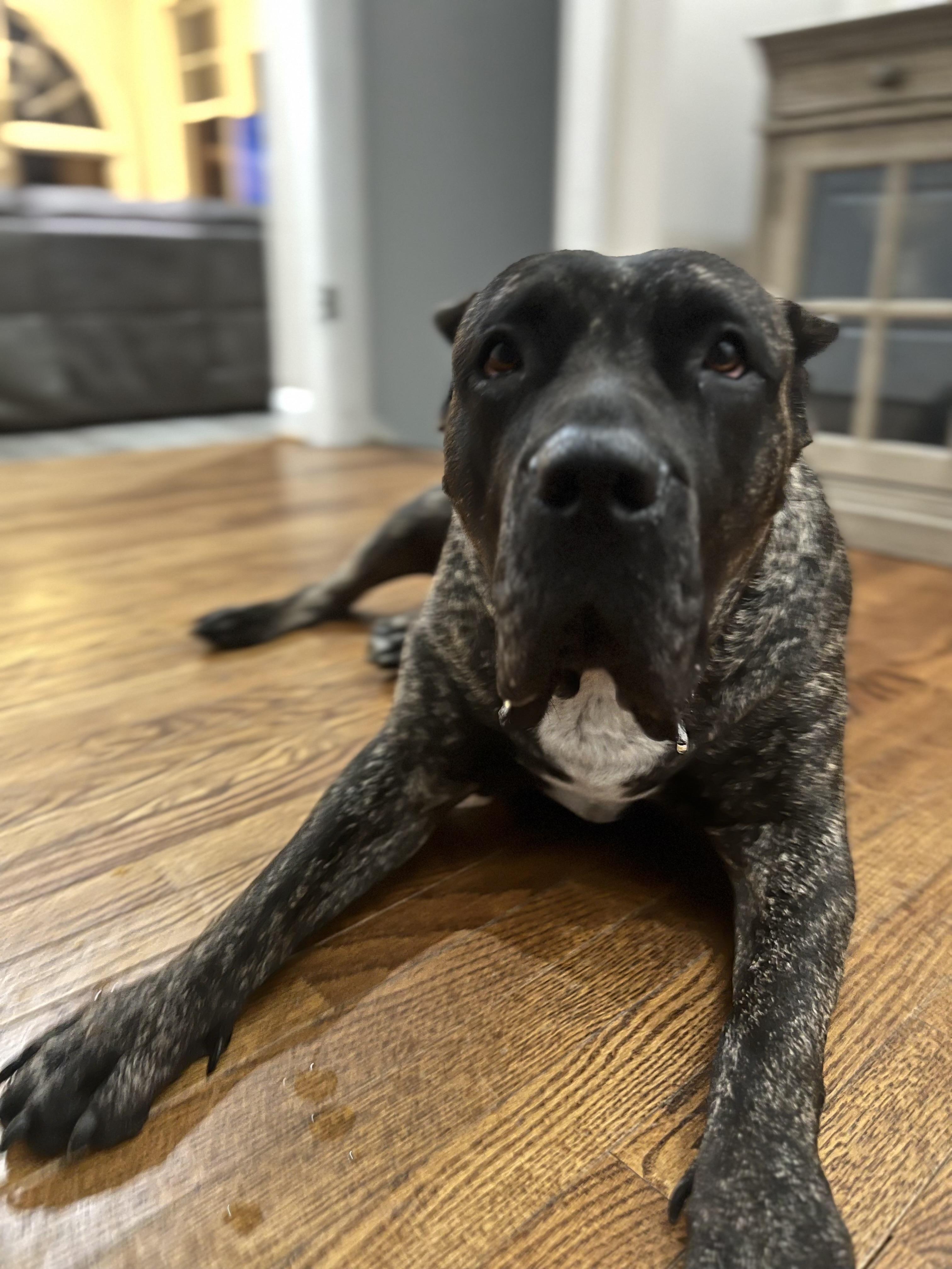 Leia, a Adoptable Presa Canario in Limekiln, PA image 2/3