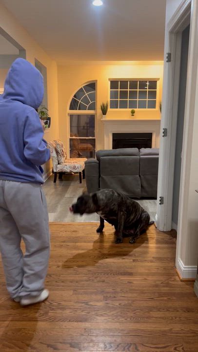 Enlarge Leia, a Adoptable Presa Canario in Limekiln, PA video 3/3