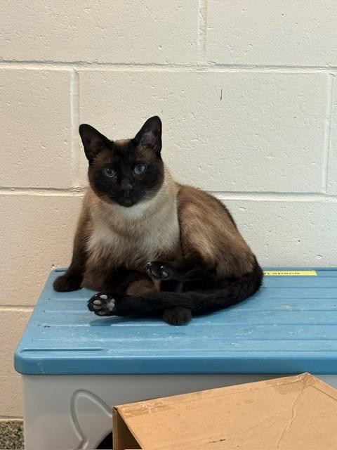 ISLA, Adoptable, Adult Female Siamese.