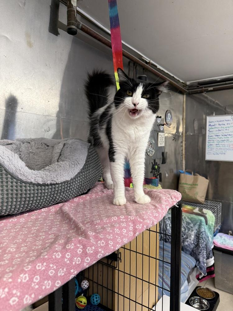Patrick, Adoptable, Adult Male Domestic Medium Hair.