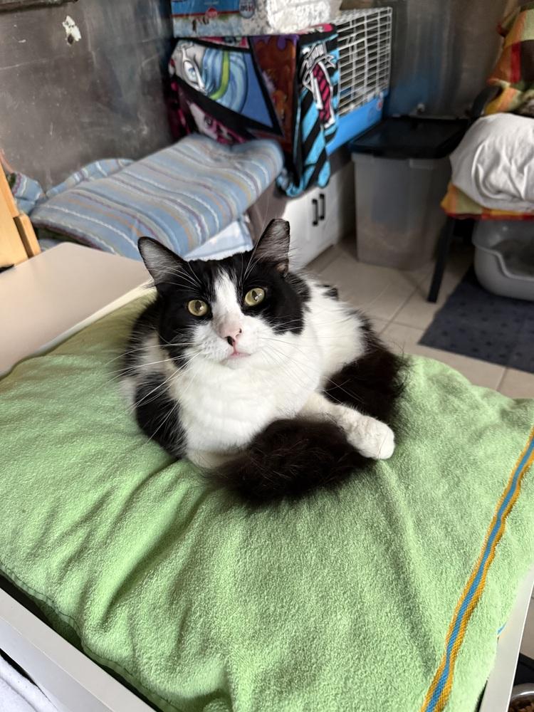 Enlarge Patrick, a Adoptable Domestic Medium Hair in Randolph, MA image 2/5
