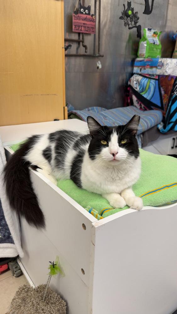 Enlarge Patrick, a Adoptable Domestic Medium Hair in Randolph, MA image 3/5