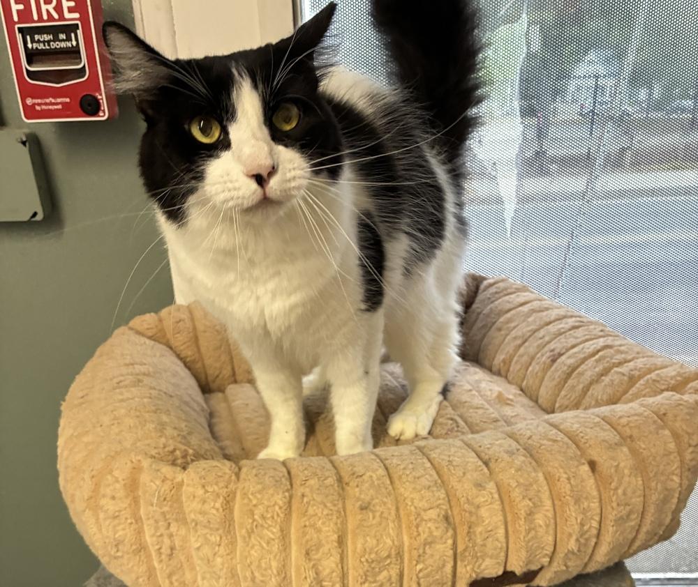 Enlarge Patrick, a Adoptable Domestic Medium Hair in Randolph, MA image 5/5