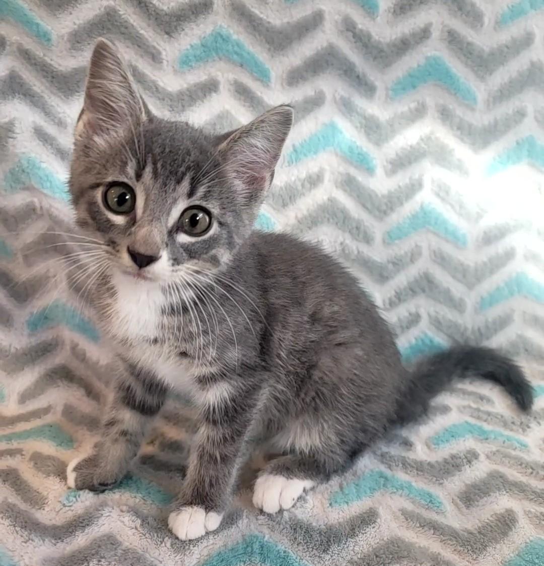 Tofte, Adoptable, Kitten Male Domestic Short Hair.