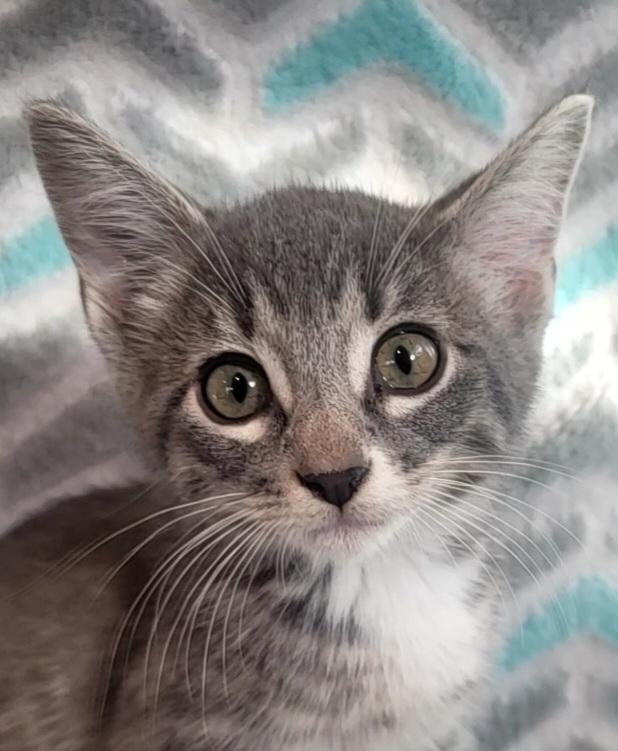 Enlarge Tofte, a Adoptable Domestic Short Hair in Saint Paul, MN image 2/2