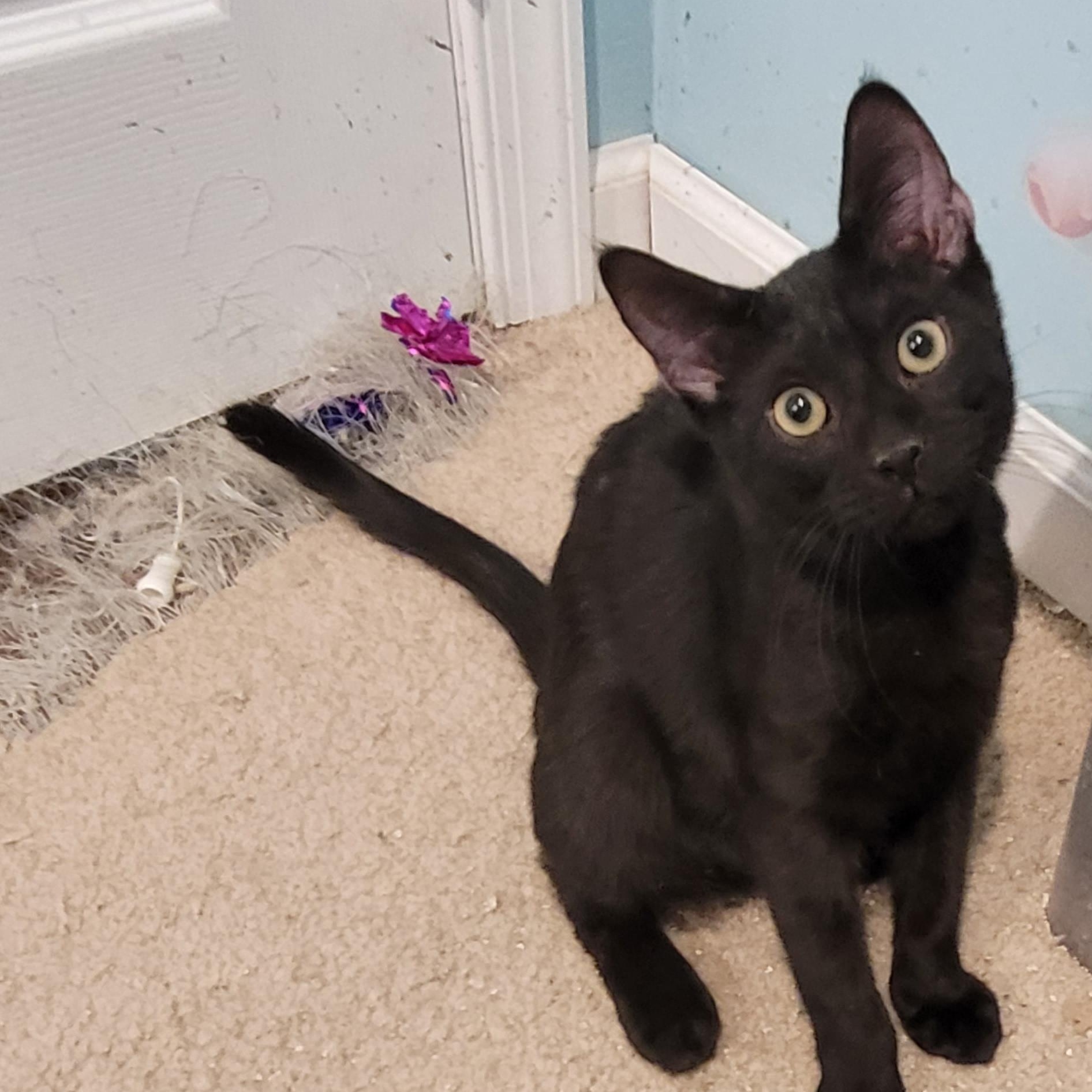 Ichabod, ADOPTABLE, Kitten Male Bombay.