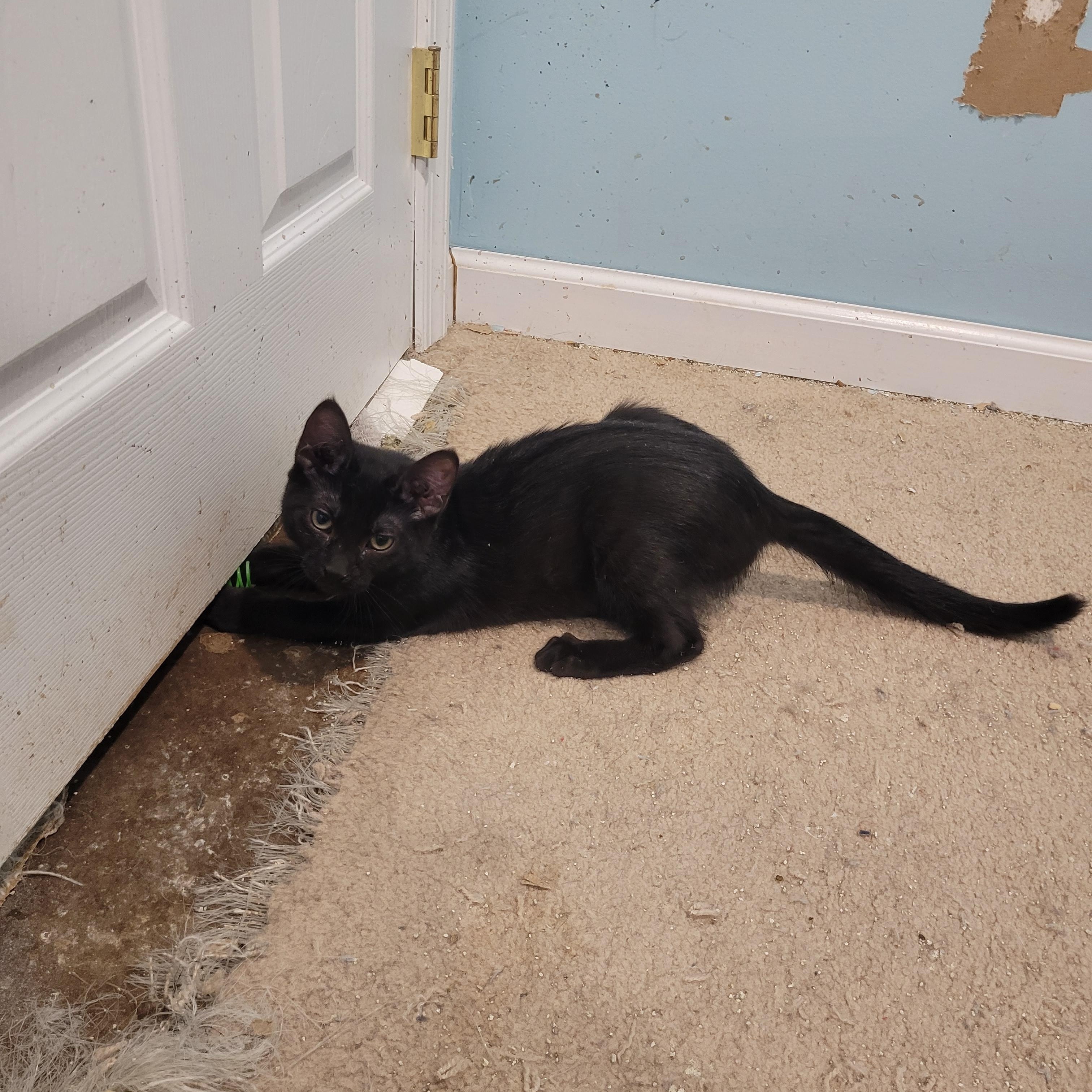 Ichabod, a ADOPTABLE Bombay in Maple Shade, NJ image 2/4