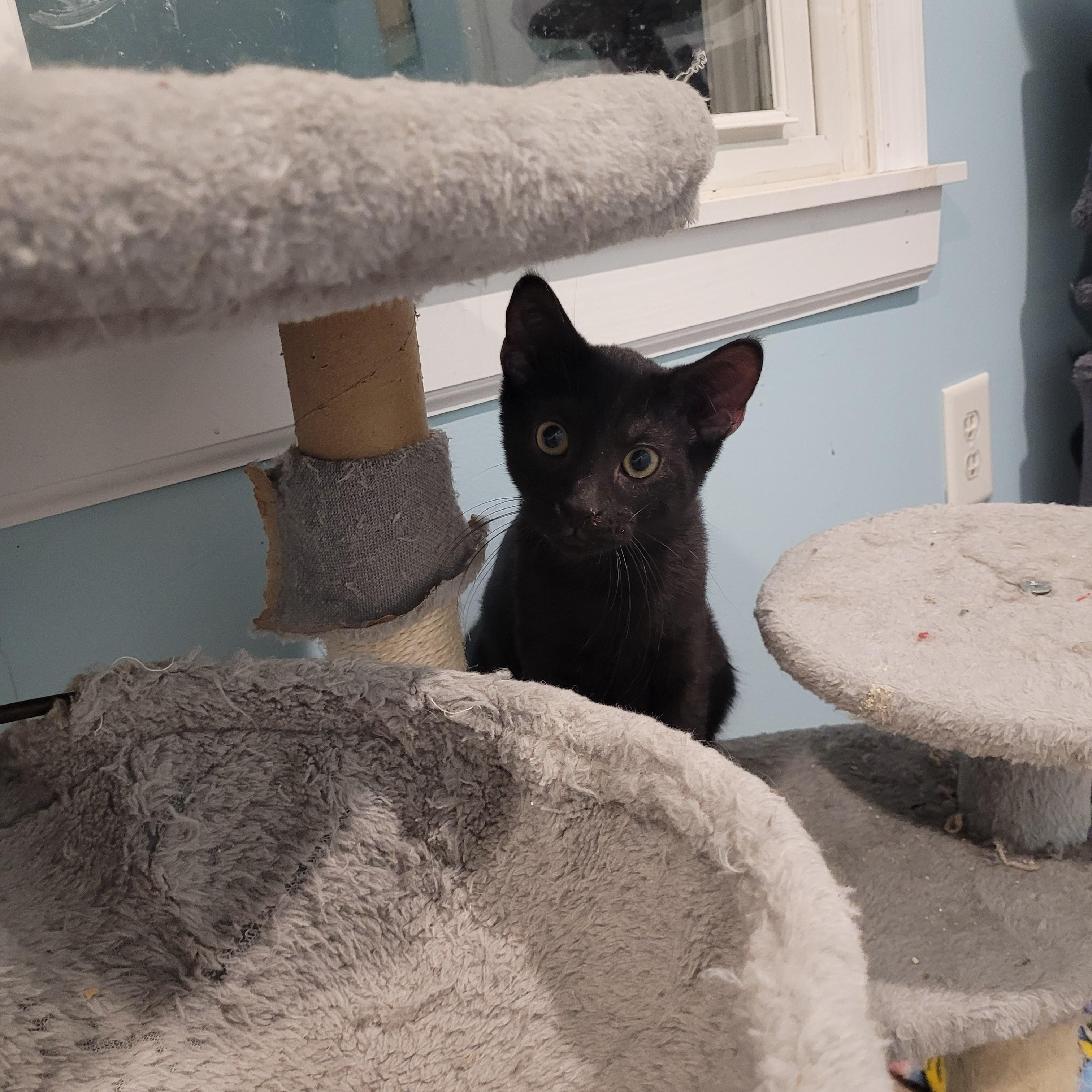 Ichabod, a ADOPTABLE Bombay in Maple Shade, NJ image 3/4