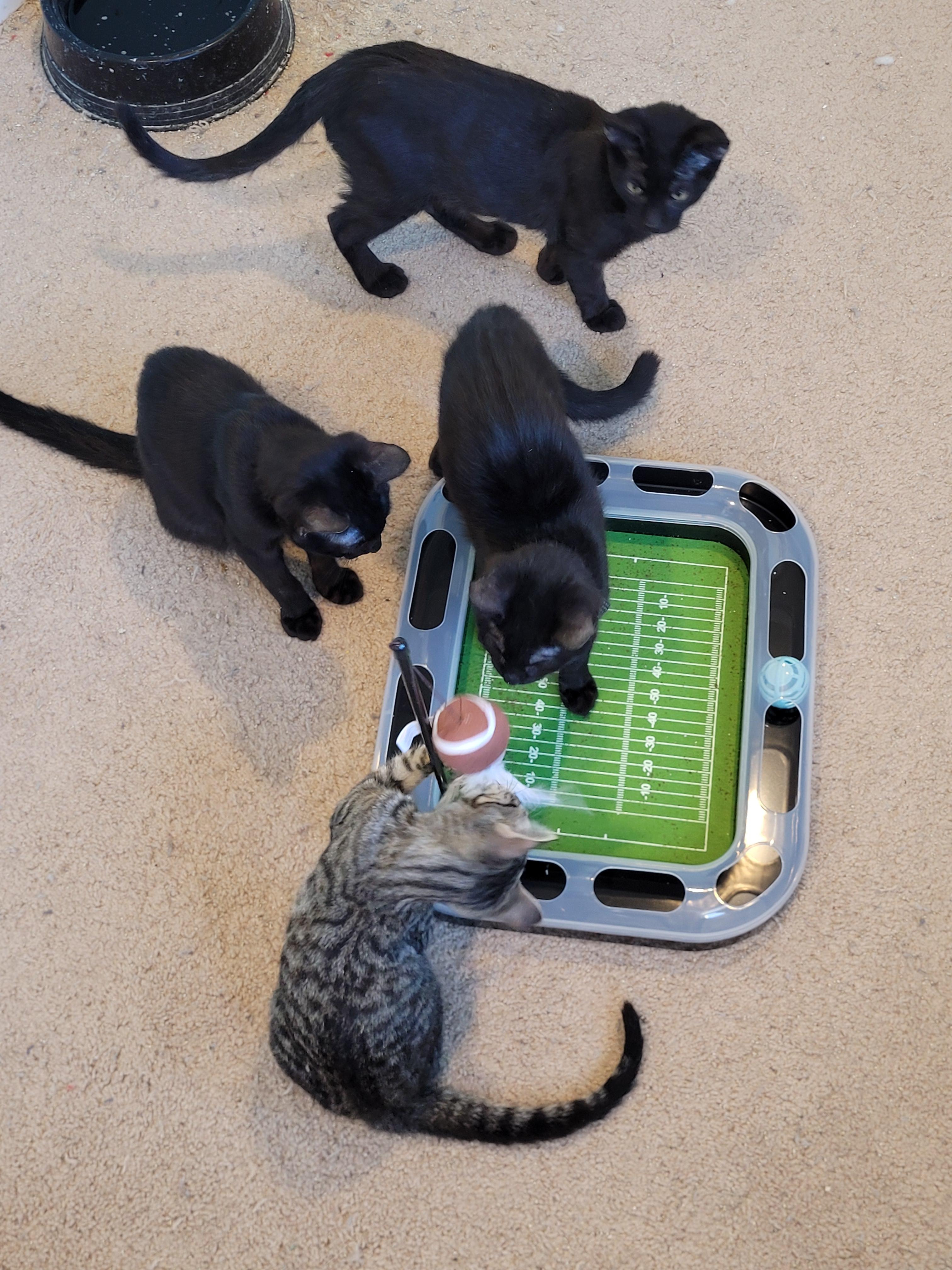 Ichabod, a ADOPTABLE Bombay in Maple Shade, NJ image 4/4