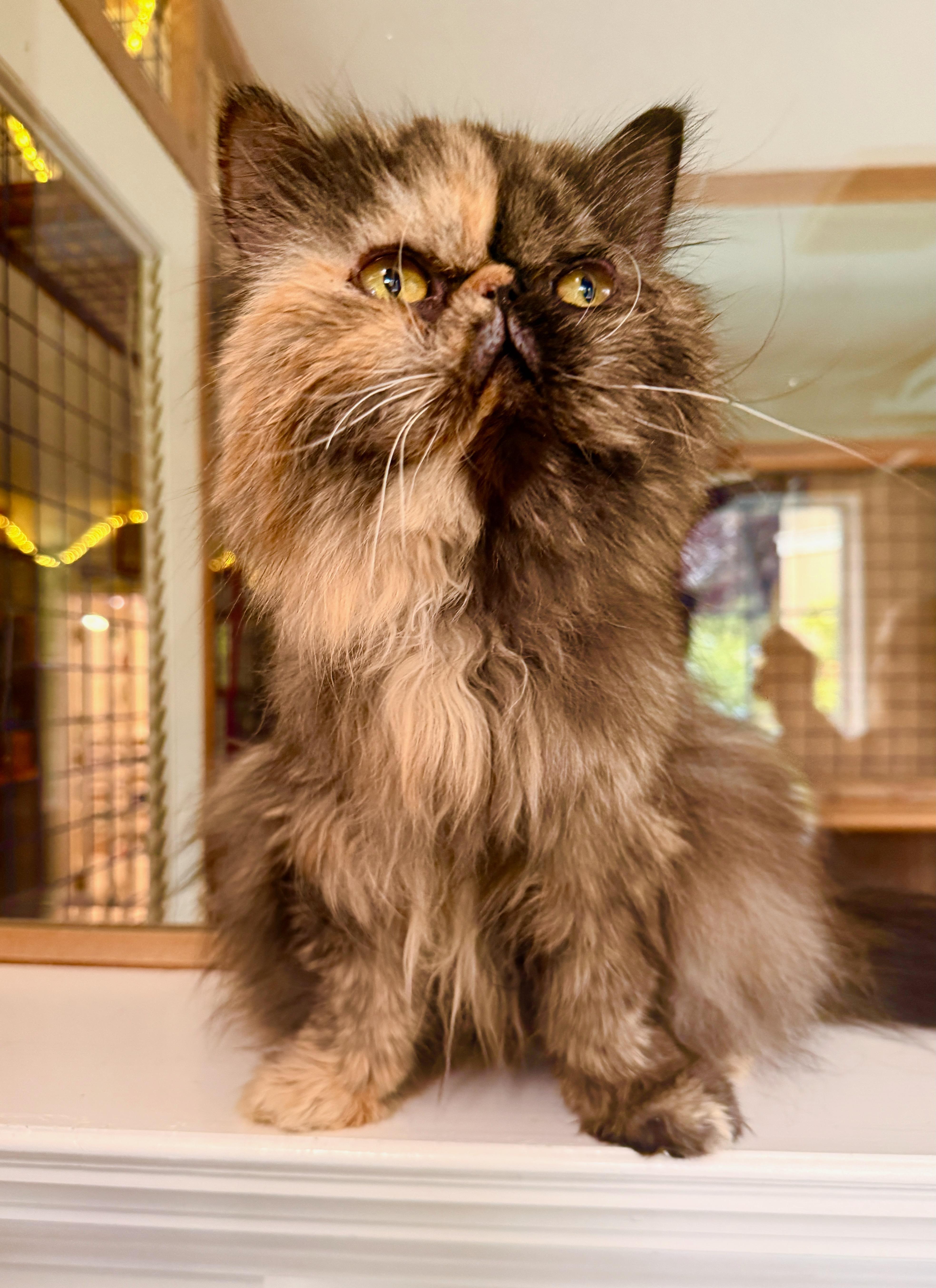 Olivia (Midnight), an adopted Persian in Davis, CA image 2/2