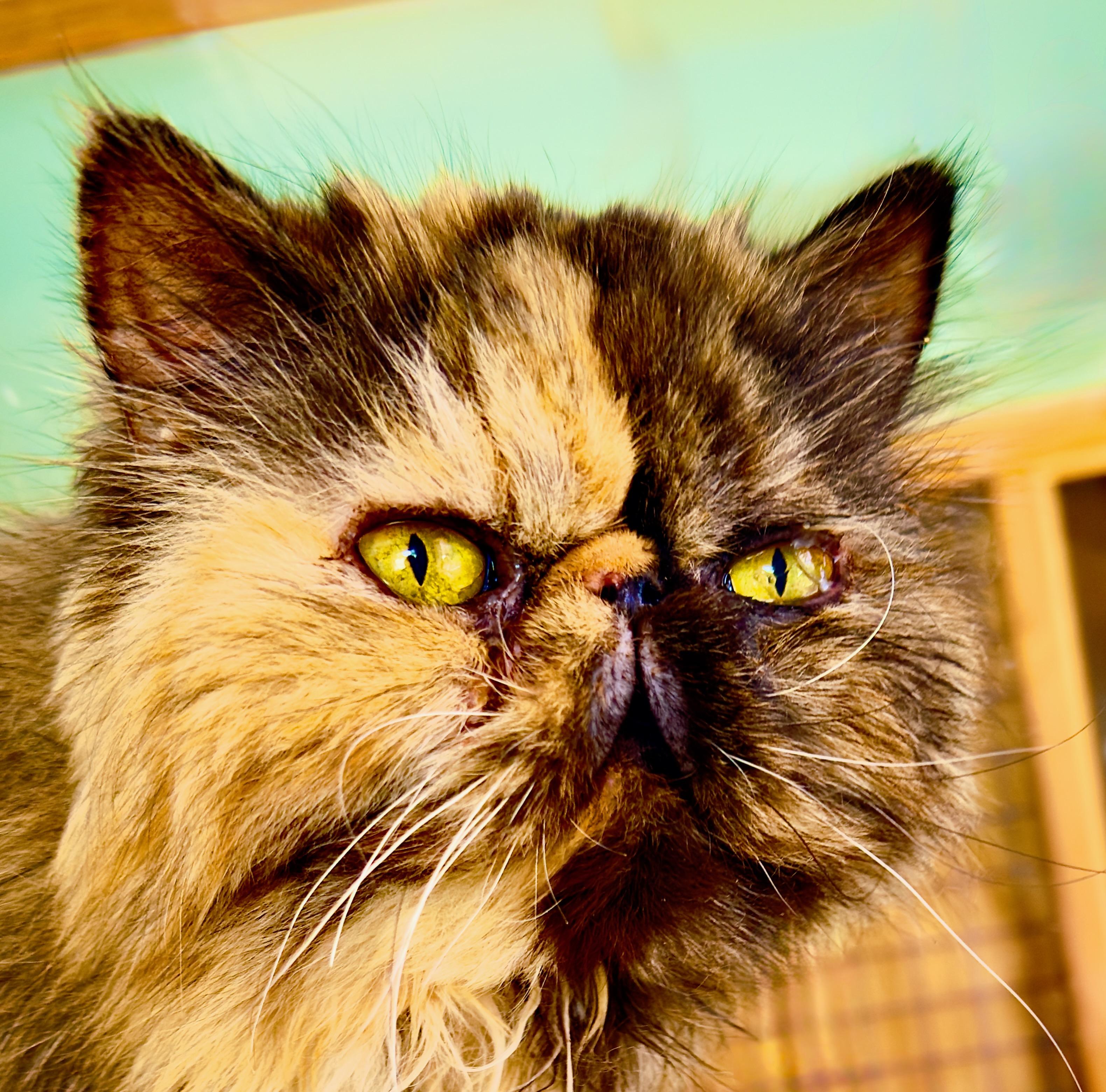 Olivia (Midnight), an adopted Persian in Davis, CA image 1/2