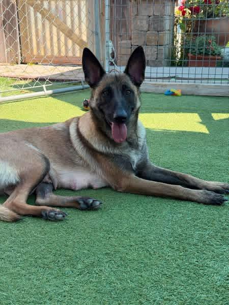 Willow, ADOPTABLE, Adult Female Belgian Shepherd / Malinois.