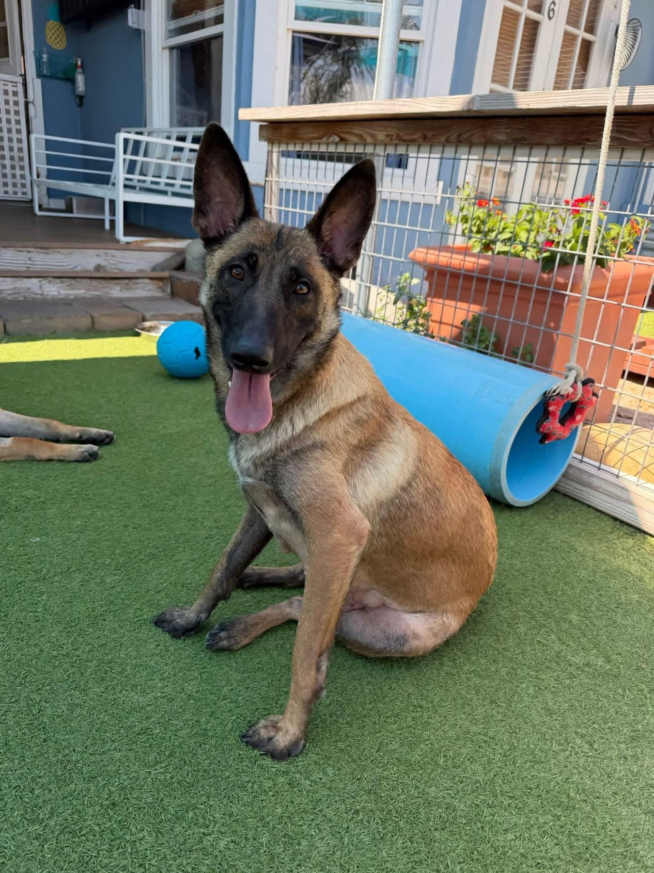 Enlarge Willow, a ADOPTABLE Belgian Shepherd / Malinois in Duxbury, MA image 3/3
