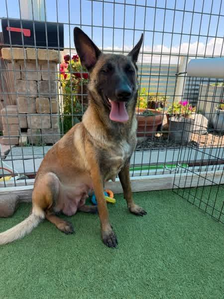Enlarge Willow, a ADOPTABLE Belgian Shepherd / Malinois in Duxbury, MA image 2/3