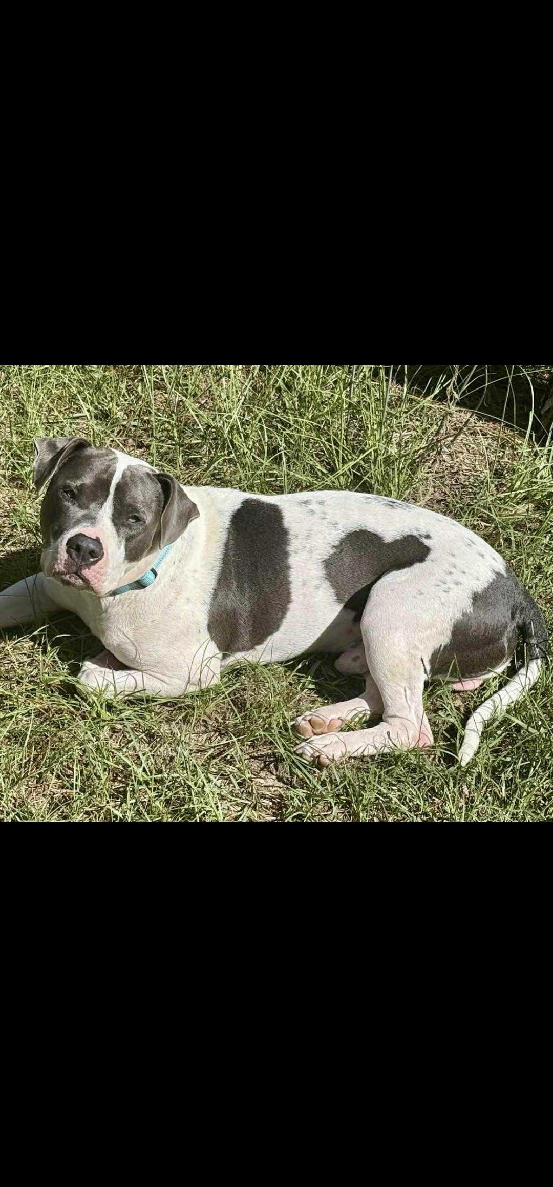 Enlarge Mozart, a Adoptable mixed breed in Weeki Wachee, FL image 1/4