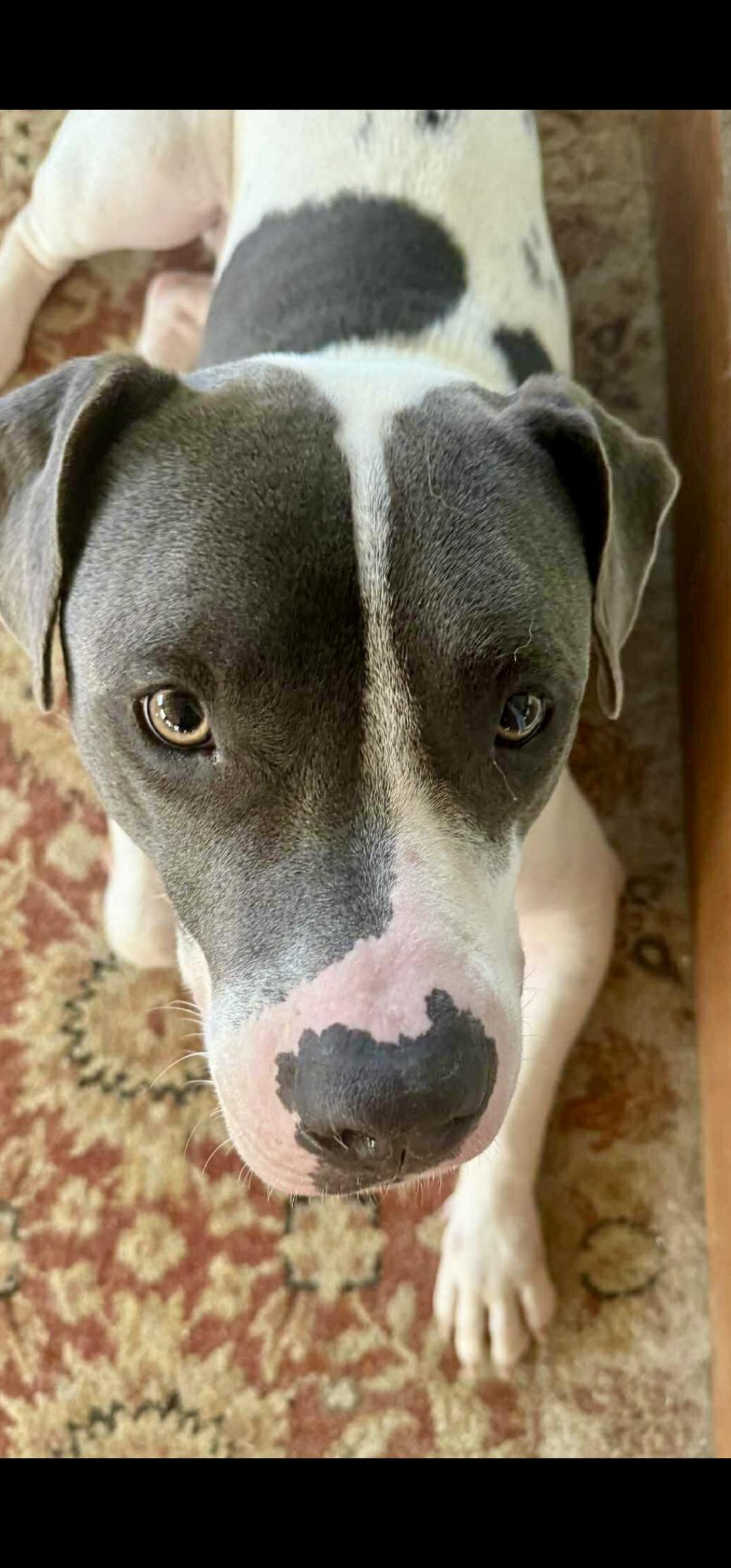 Enlarge Mozart, a Adoptable mixed breed in Weeki Wachee, FL image 2/4