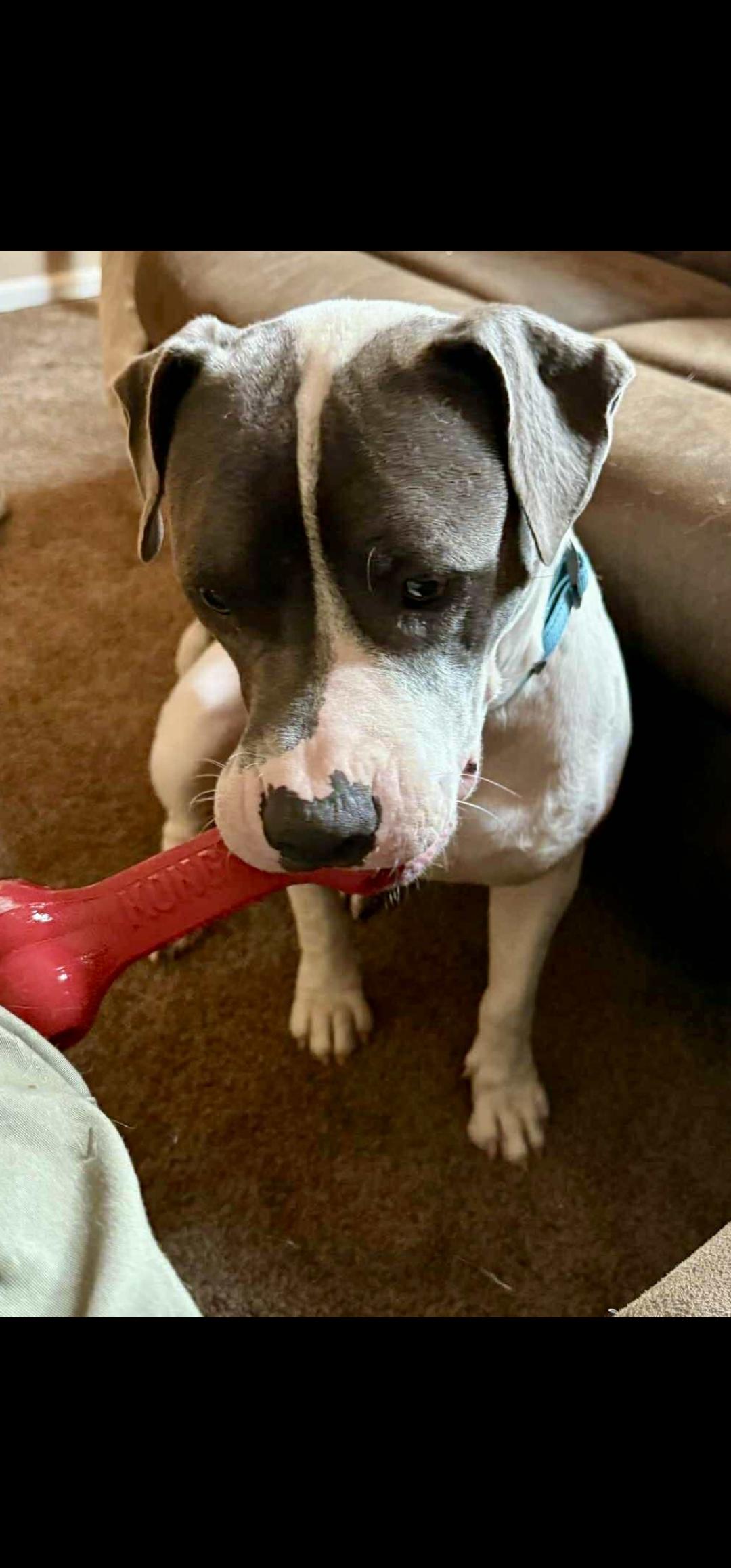 Enlarge Mozart, a Adoptable mixed breed in Weeki Wachee, FL image 3/4