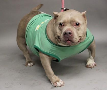 Enlarge Bambi, a Adoptable mixed breed in Annapolis, MD image 2/3