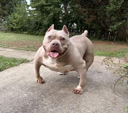Enlarge Bambi, a Adoptable mixed breed in Annapolis, MD image 1/3
