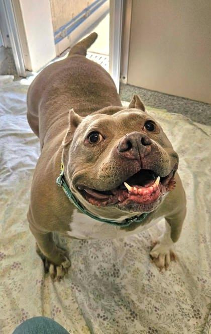 Enlarge Bambi, a Adoptable mixed breed in Annapolis, MD image 3/3