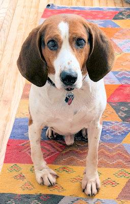 Oscar (CO), a Adopted Treeing Walker Coonhound in Jackson, CA image 2/5